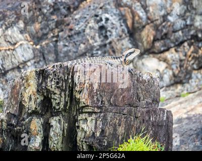 Östliche Wasserdrachen-Eidechse, australisches Reptil Stockfoto