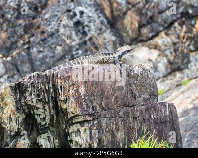 Östliche Wasserdrachen-Eidechse, australisches Reptil Stockfoto