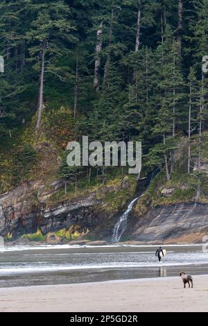 Im Oswald West State Park läuft ein Hund am Strand, während ein Surfer mit seinem Brett ins Wasser geht Stockfoto