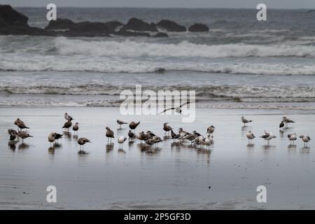 Eine Schar Möwen ruht am Strand im Oswald West State Park Stockfoto