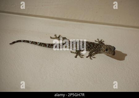 Ganzkörperaufnahme eines roten gecko, der eine weiße Wand hochklettert. Stockfoto