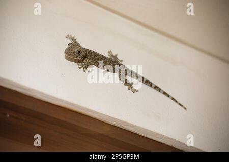 Ganzkörperaufnahme eines roten gecko, der eine weiße Wand hochklettert. Stockfoto