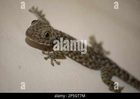Nahaufnahme eines roten Geckos, der eine weiße Wand hochklettert. Stockfoto