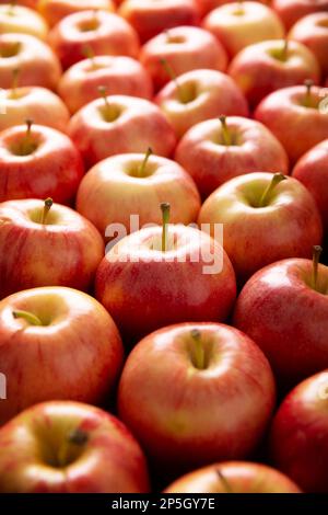 Mehrere königliche Gala-Äpfel (Malus domestica). Apfelbäume werden weltweit angebaut und sind die am weitesten verbreitete Art der Gattung Malus. Füllen des Stockfoto