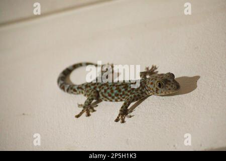 Ganzkörperaufnahme eines roten gecko, der eine weiße Wand hochklettert. Stockfoto