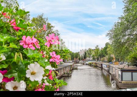 Amsterdam, Niederlande - 10. April 2021: Einige Blumen am Flussufer mit Häusern im Hintergrund und blauem Himmel darüber, amsterdam, niederlande Stockfoto