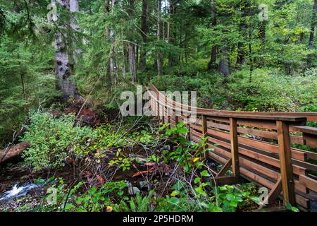 Eine schmale Holzbrücke durchquert einen kleinen Bach mit Wald im Hintergrund im Oswald West State Park Stockfoto