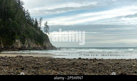 Eine Schar Möwen ruht am Strand im Oswald West State Park Stockfoto