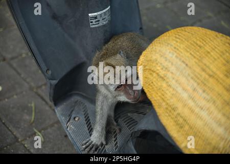 Ganzkörper-Nahaufnahme eines erwachsenen Cynomolgus-Affen, der auf einem Roller sitzt, aufgenommen von oben. Stockfoto