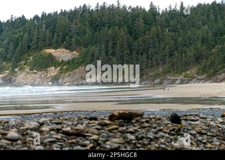 Ein paar Hunde Rennen am Strand, während ein Surfer mit seinem Brett ins Wasser kommt, im Oswald West State Park Stockfoto