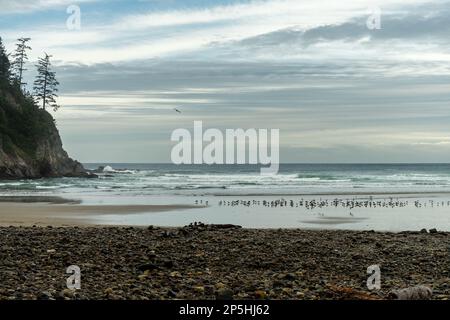 Eine Schar Möwen ruht am Strand im Oswald West State Park Stockfoto