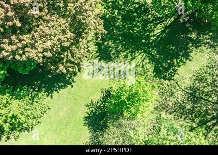 Blick aus der Vogelperspektive auf den grünen Quellpark an sonnigen Tagen. Von einer Drohne über den Baumwipfeln erschossen. Stockfoto