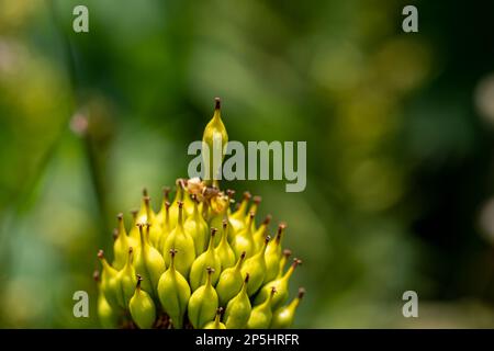 Gentiana lutea wächst in den Bergen Stockfoto