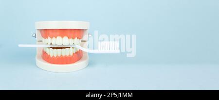 Zahnprothesen Modell mit weißer Zahnbürste. Totalprothese oder Totalprothese auf blauem Hintergrund. Stockfoto