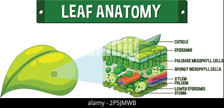 Darstellung des inneren Aufbaus des Blattdiagramms Stock Vektor