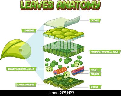Darstellung des inneren Aufbaus des Blattdiagramms Stock Vektor