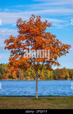 Einsamer Zuckerahornbaum (Acer saccharum) in der Blattspitze am Ufer des Moosehead Lake in Greenville. Greenville Junction Wharf, Maine, USA. Stockfoto