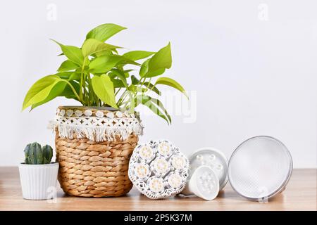 Verschiedene LED-Pflanzen bauen Leuchten für Hauspflanzen an Stockfoto