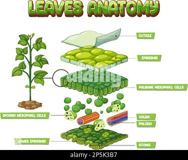 Darstellung des inneren Aufbaus des Blattdiagramms Stock Vektor