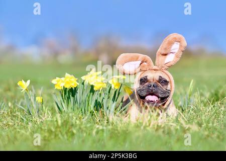 Osterfranzösischer Bulldog mit Kaninchenkostüm-Ohren und Narzissen-Frühlingsblumen Stockfoto