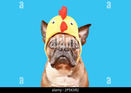 Lustiger französischer Bulldog mit Osterkostüm und Hähnchenhut auf blauem Hintergrund Stockfoto