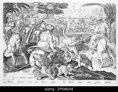 Ätzen von Männern auf Pferderücken, die Strauße mit Hunden jagen, um 1580 Stockfoto