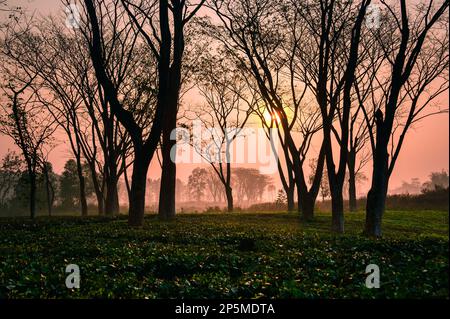 Sonnenaufgang auf dem See. Dooars, Westbengalen, Indien - 15. Februar 2023. Die wunderschönen Teegärten der Region Nordbengalen. Stockfoto