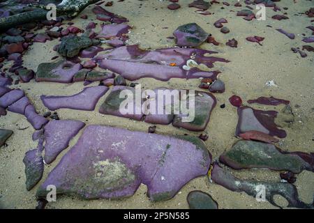 Violette Felsformationen bilden ein abstraktes Muster am Sandstrand bei Ebbe. Coochiemudlo Island, Queensland, Australien Stockfoto