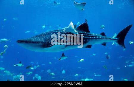 Großer Wal im Aquarium Stockfoto