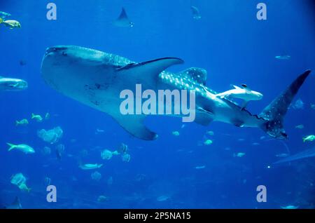 Großer Wal im Aquarium Stockfoto