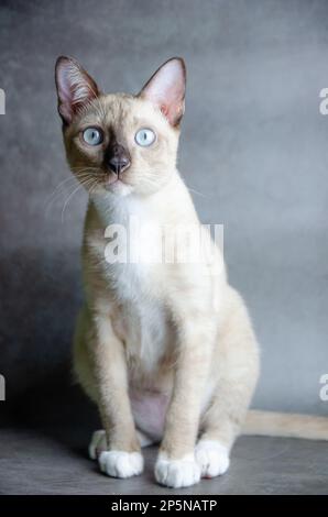 Porträt einer siamesischen Katze auf grauem Hintergrund, selektiver Fokus Stockfoto