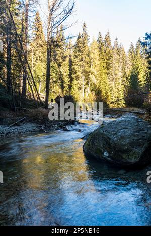 Wilder Bergfluss mit Stromschnellen und Steinen mit Wald im Hintergrund - Bela-Fluss bei Podbanske in den Tatra-Bergen in der Slowakei während der wunderschönen A. Stockfoto