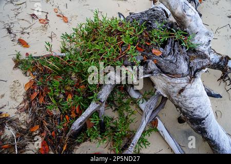 Grüne Schweinefleischpflanze, die über Überresten eines toten Baumes an einem Sandstrand wächst. Coochiemudlo Island, Queensland, Australien. Stockfoto