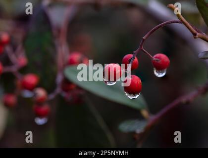 Pyracantha Coccinea Scharlach feuerdorn Zierstrauch, orangefarbene Obstgruppe hängt an Herbststrauch, grüne Blätter. Nahaufnahme. Stockfoto