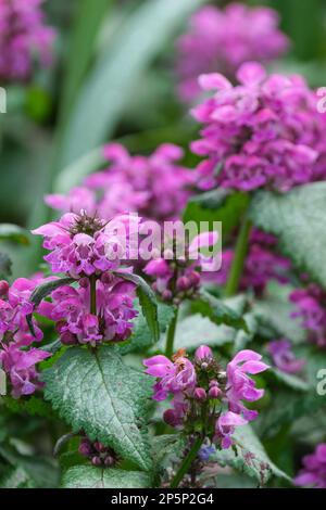 Gefleckter Totnettle Beacon Silver, Lamium maculatum Silbergroschen, mehrjährig, silberne Blätter mit grünen, rosa Blumen umrandet Stockfoto