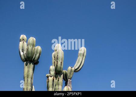 Ein Kaktus gegen den blauen Himmel im Saguaro-Nationalpark, Arizona Stockfoto