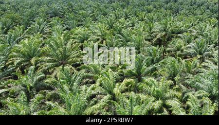 Auf dem Heimweg vom Haus meiner Großmutter flog ich die dji-Drohne in einer Ölpalmenplantage Stockfoto