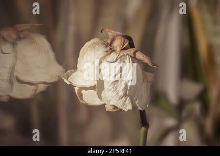 Trockene weiße Rose. Verblasste, zerbrechliche, getrocknete Blume aus der Nähe. Stockfoto