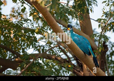 Der große blaue Turaco – hellblauer Körper, abgerundete Flügel, langer Schwanz und starke Beine Stockfoto