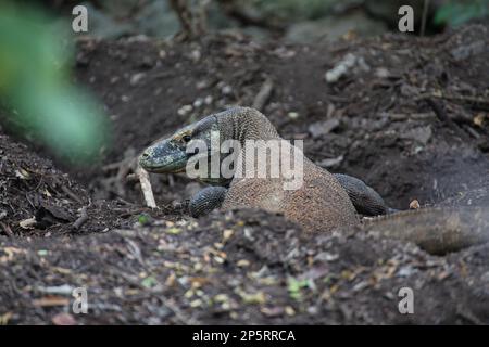 Nahaufnahme eines Komodo-Drachen auf Kampung Rinca im Komodo-Nationalpark auf Flores, der ihr Nest vorbereitet und direkt in die Kamera schaut. Stockfoto