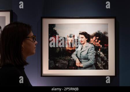 The Wallace Collection, London, Großbritannien. 7. März 2023 Großbritanniens dienstälteste Monarch, Königin Elizabeth II., ist für ihre enge Verbindung mit Pembroke Welsh Corgis bekannt, die während ihrer 70-jährigen Herrschaft über dreißig der Hunde besaß. Eine besondere Ausstellung in einem Raum in der Wallace Collection – The Queen and her Corgis (8. März bis 25. Juni 2023) – feiert durch Fotografien, auf denen jedes Jahrzehnt ihres Lebens durch ein einzelnes Bild gekennzeichnet ist, das Ihre Majestät und ihre Liebe zur Rasse festhält. Motiv: Königin Elizabeth II. Im Schloss Balmoral mit einem ihrer Corgis, 28. September 1952. (Original p Stockfoto