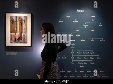 The Wallace Collection, London, Großbritannien. 7. März 2023 Großbritanniens dienstälteste Monarch, Königin Elizabeth II., ist für ihre enge Verbindung mit Pembroke Welsh Corgis bekannt, die während ihrer 70-jährigen Herrschaft über dreißig der Hunde besaß. Eine besondere Ausstellung in einem Raum in der Wallace Collection – The Queen and her Corgis (8. März bis 25. Juni 2023) – feiert durch Fotografien, auf denen jedes Jahrzehnt ihres Lebens durch ein einzelnes Bild gekennzeichnet ist, das Ihre Majestät und ihre Liebe zur Rasse festhält. Motiv: Mitglieder des königlichen Haushalts mit den beiden königlichen Corgis in Windsor, 19. September 2022. (Ori Stockfoto