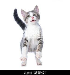 Süßes Kätzchen isoliert auf weißem Hintergrund Stockfoto