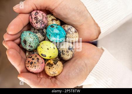 Farbenfrohe ostereier in Frauenhänden. Wachteleier Stockfoto