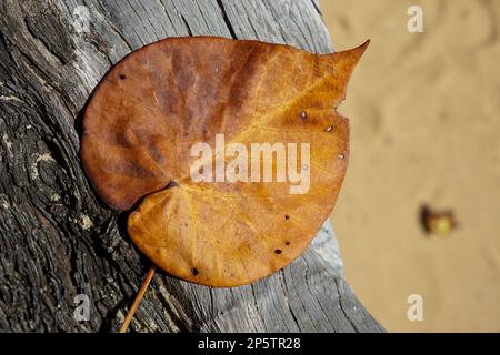 Gelbes und orangefarbenes Blatt eines einheimischen Hibiskusbaums, das auf einem Holzstamm am Morwong Beach, Coochiemudlo Island, Queensland, Australien ruht Stockfoto