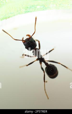 Brauner Ameisenstörer auf weißem Hintergrund in Nahaufnahme Stockfoto