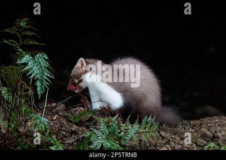 Buchenmarder (Martes foina) bei Nacht, Katalonien Stockfoto