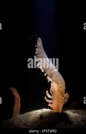 Der Meeresboden (Pennatula phosphorea) ist eine Weichkoralle aus der Kolonialzeit. Sardinien, Italien. Mittelmeer Stockfoto