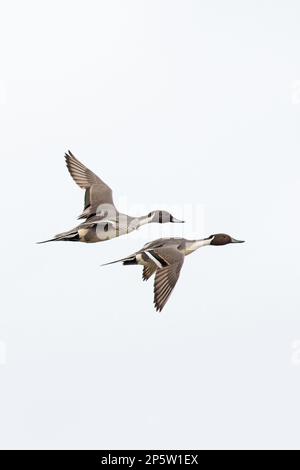 Pintail (Anas acuta), zwei männliche Fluggäste mit Cley Marshes Norfolk UK GB, März 2023 Stockfoto