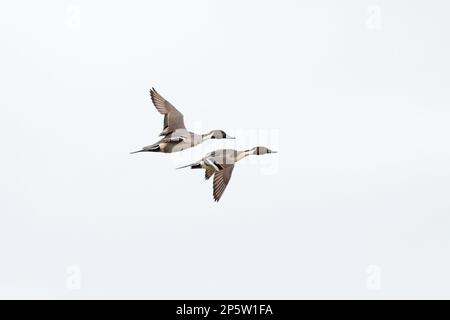 Pintail (Anas acuta), zwei männliche Fluggäste mit Cley Marshes Norfolk UK GB, März 2023 Stockfoto